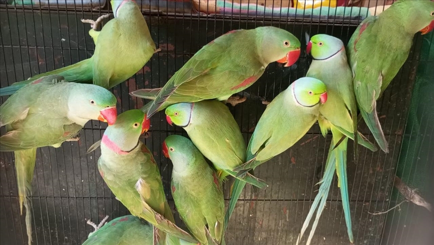 Deforestation, poaching leave Pakistan's wild parakeets on the brink