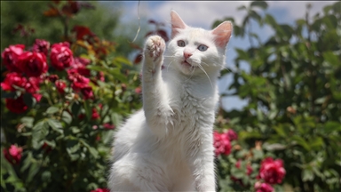 Danas se obilježava Međunarodni dan mačaka