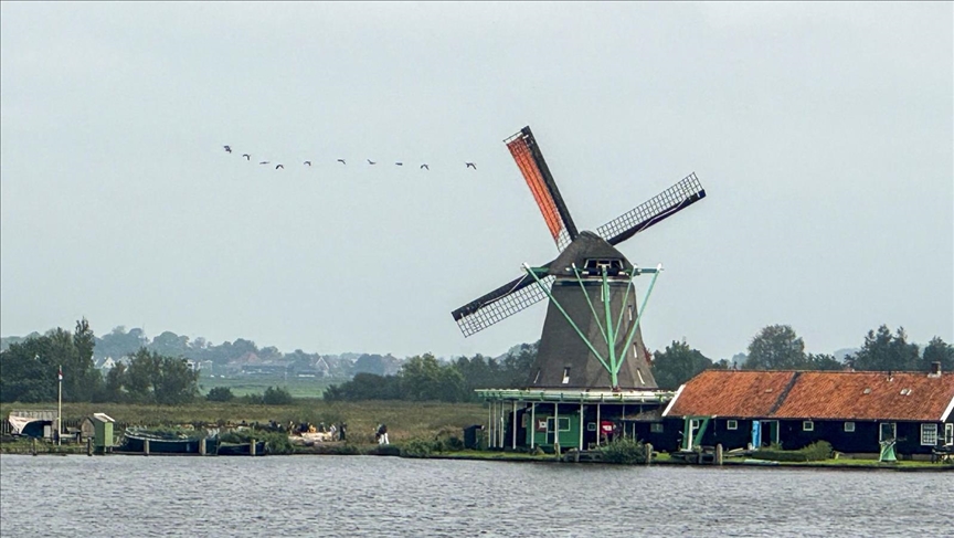طواحين "زانسي شانس".. رحلة إلى قلب التراث الهولندي