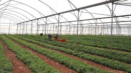 Hollanda'nın tarım ürünleri ihracatı geçen yıl 135 milyar avroyu geçti