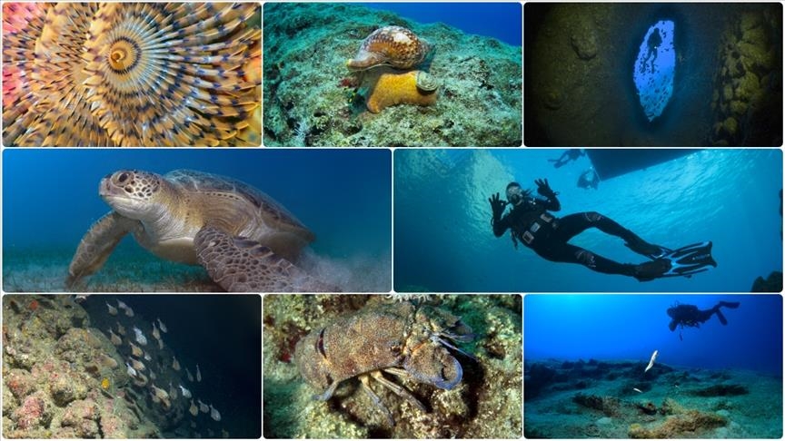 В Анталье запечатлели подводное биоразнообразие района «Трех островов»