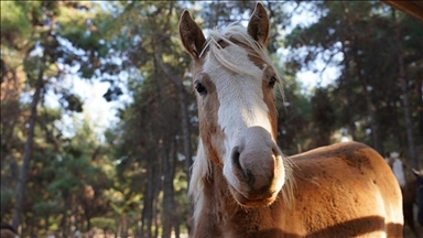 پارک حیات وحش غازی‌‌آنتپ؛ تولد 1100 توله در 10 ماه