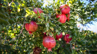 Adıyaman'da 20 bin dekar alanda üretilen narda hasat dönemi
