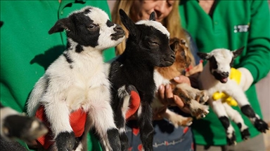 تركيا.. حديقة حيوانات تشهد 1100 ولادة في 10 أشهر