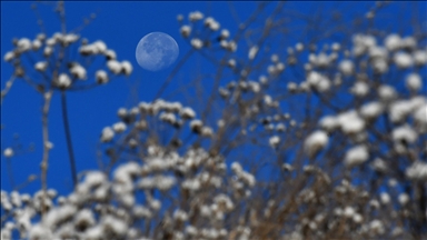 السعودية تعلن اكتشاف 8 نباتات نادرة ومحدودة الانتشار بالعالم