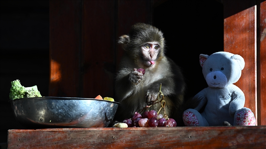 Kolide bulunan maymun yavrusu "Fıstık" yaşam parkının maskotu oldu