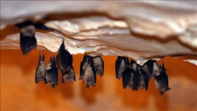 غار دوپنیسا؛ میزبان هزاران خفاش از گونه‌های مختلف