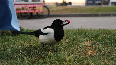 Tekirdağ'da "Rafa" ismi verilen saksağan tarihi çarşının maskotu oldu