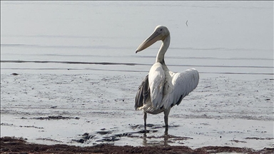Kocaeli'de Dünya Sulak Alanlar Günü flamingo gözlem şenliğiyle kutlandı