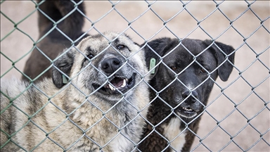 Ankara'da barınaklardan bırakılan köpekler için 71 bin 695 lira ceza uygulanacak