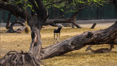 ‘Reclaiming ecological heritage’: Kenya welcomes back repatriated rare mountain bongos
