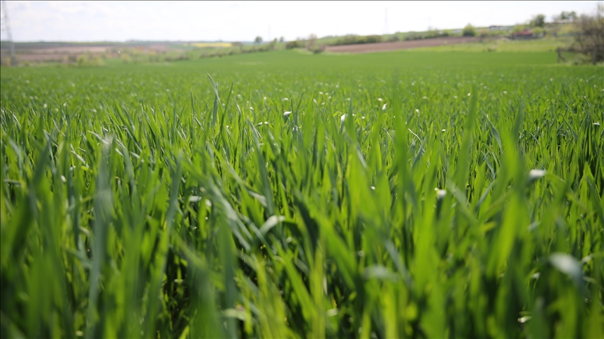 Edirne'de etkili olan yağışlar buğdayda verim beklentisini yükseltti