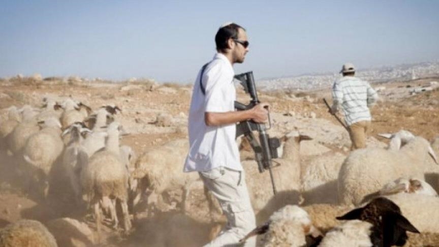 مستوطنون يهاجمون رعاة أغنام فلسطينيين جنوبي الضفة