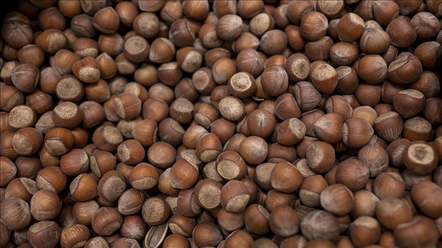 Doğu Karadeniz'in fındık ihracatı yılın ilk çeyreğinde 419 milyon doları  geçti