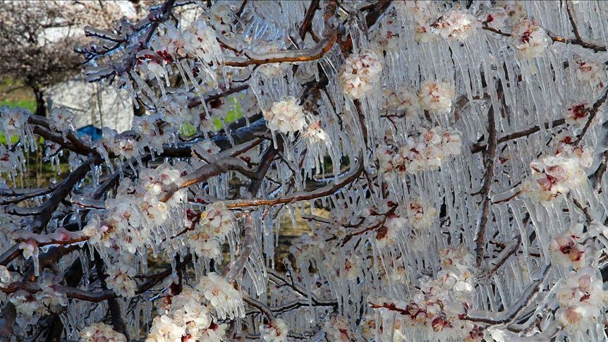 TOBB ve TMO'dan "zirai don" açıklaması