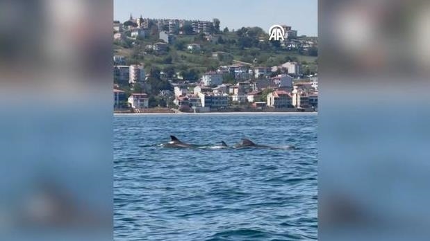 Tekirdağ'da yunuslar görüntülendi
