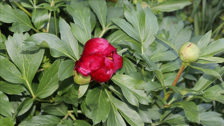 Karabük'te koruma altındaki "ayı gülü" çiçek açtı