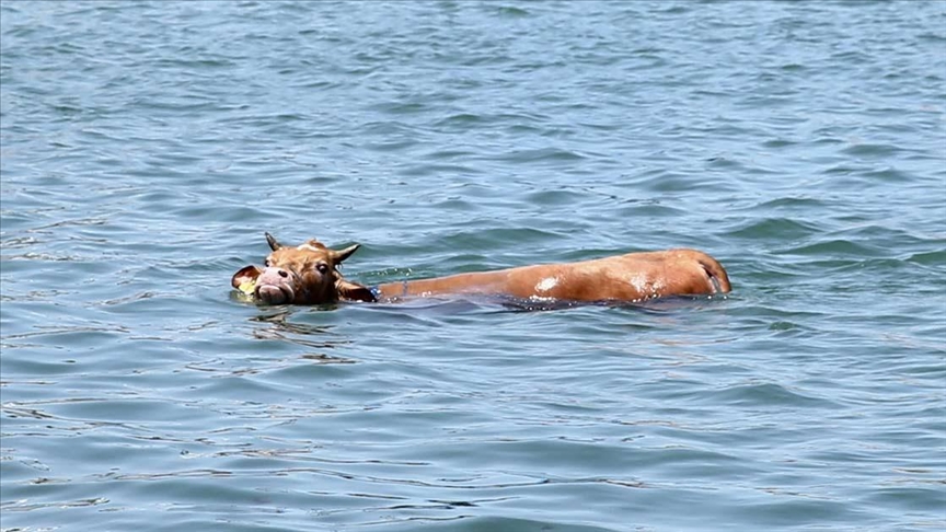 Спасено животно за курбан кое скокнало во морето по бегството