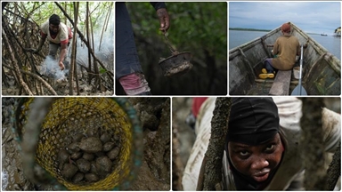 Женщины на тихоокеанском побережье Колумбии зарабатывают на жизнь сбором моллюска пиангуа