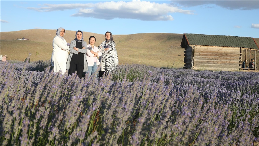 Kahramanmaraş'ın "mor tarlası" kadınlara emanet