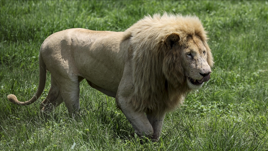 Pakistan confiscates 18 ‘pet’ lions after attacks: Report