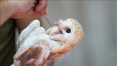 Diyarbakır'daki merkezde aşırı sıcaktan etkilenen yaban hayvanı yavrularına özenli bakım