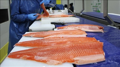 Доходы Турции от экспорта лосося в первом полугодии превысили $217 млн 