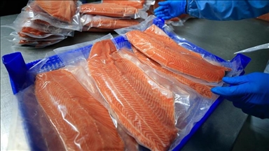 صادرات ماهی سالمون ترکیه به 25 کشور
