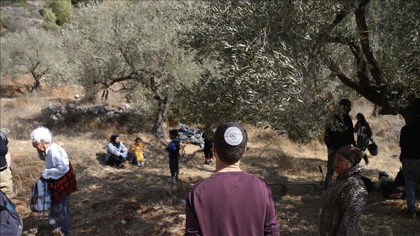 الضفة.. مستوطنون إسرائيليون يقطعون عشرات الأشجار غرب بيت لحم