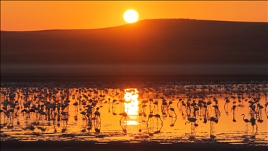 عرض صباحي ساحر لطيور الفلامينغو في بحيرة تركية