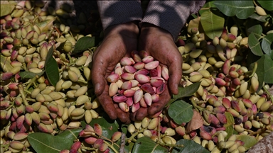 وسط أجواء احتفالية.. حصاد "الذهب الأخضر" بغازي عنتاب التركية