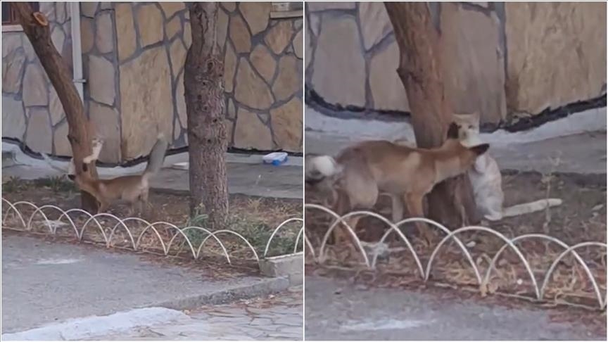 ثعلب وقطة ينسجان صداقة في حديقة تركية