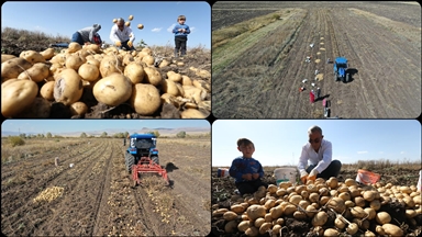 Kars'ta hava erken soğuduğu için toprak donmadan patatesler el birliğiyle hasat ediliyor