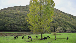 İstanbul'un kalabalığına birkaç kilometre uzaklıkta doğal köy yaşamı sürüyor