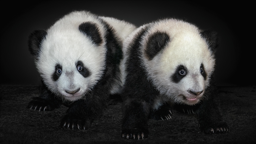 その他 TOKYOGUNS Sneakerhead llic Panda Japonya ikiz pandaların Çin'e dönmesiyle 50 yıl sonra pandasız kalacak