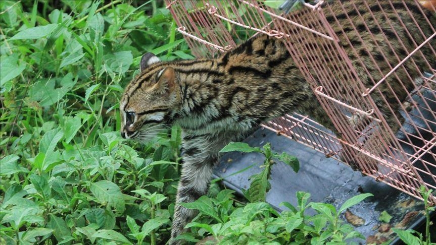 Ретка рибарска мачка повторно се појави во Западна Камбоџа