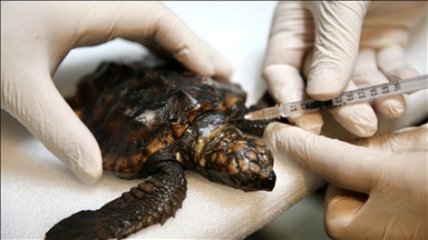 Yaralı bulunan caretta caretta yavrusu "Arda"nın iyileşmesi için yoğun mesai harcıyorlar