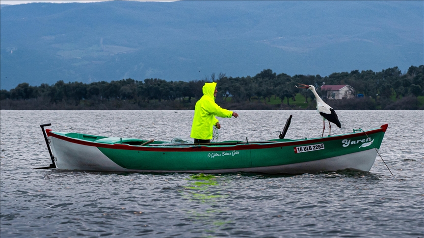 Yaren, famous stork’s 15th annual homecoming: Lands on fisherman’s boat ...