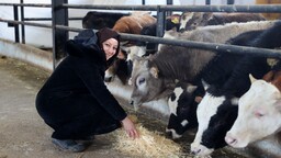 Bankacılığı bırakıp devlet desteğiyle baba mesleği hayvancılığa başladı