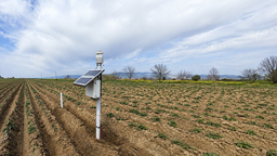 Yapay zeka destekli yazılım patates üretimini dönüştürüyor