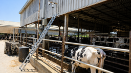 Yapay zeka destekli yerli sistem, buzağı doğumlarında yaşanan kayıpları azaltmayı hedefliyor