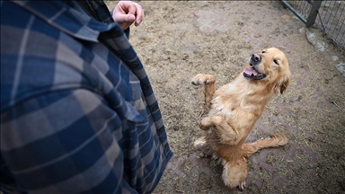 Sahipsiz köpekler eğitim ve rehabilitasyon süreciyle yeni hayatlarına hazırlanıyor