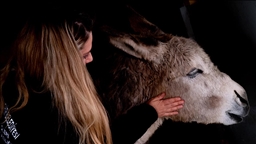 Yaralı bulunan eşek "Garip" tedavinin ardından bakım merkezinin maskotu oldu