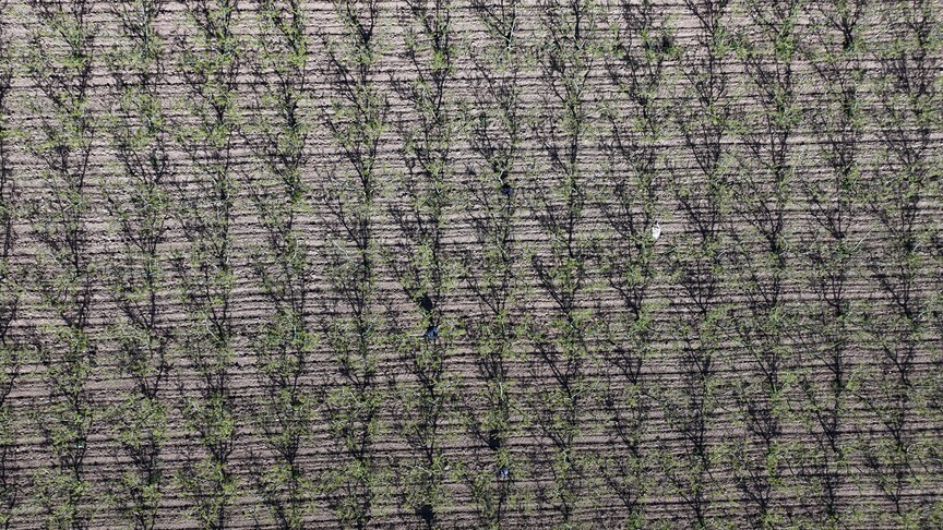 Meteorolojiden Marmara Bölgesi için zirai don uyarısı