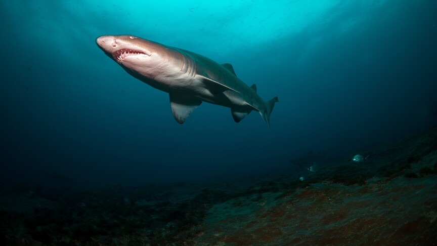 Araştırma: Bahamalar'daki köpek balıklarında kokain ve kafein kirleticileri saptandı