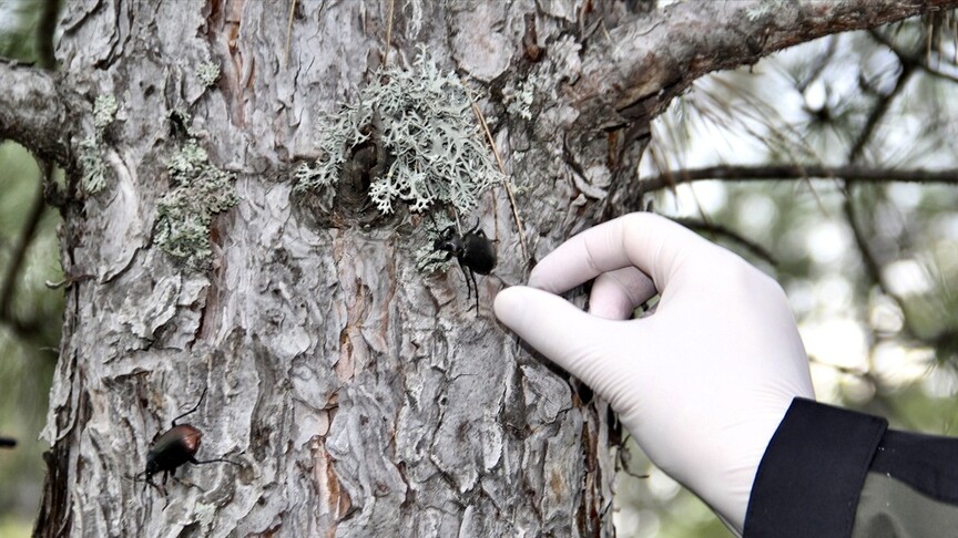 Sinop'ta çam kese zararlısına karşı 10 bin avcı böcekle mücadele edilecek