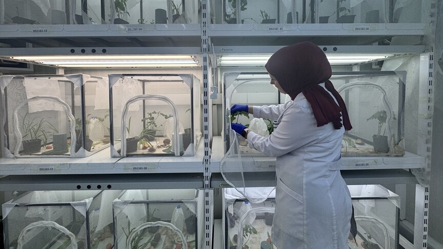 Kahverengi kokarcayla mücadele kapsamında 40 ilde doğaya 1 milyon 650 bin samuray arısı salınacak