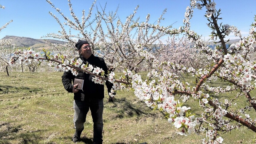 Badem ağaçlarındaki çiçek yoğunluğu yüksek rekolte beklentisini artırdı