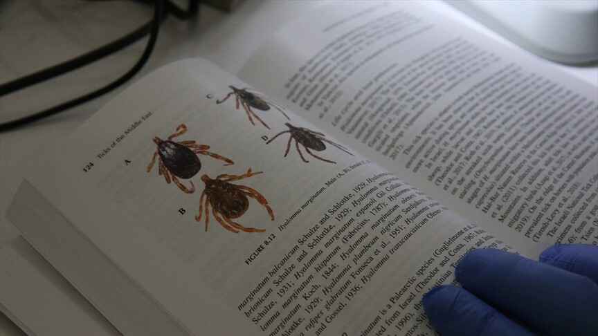 Orta Doğu'daki kene türlerinin özellikleri kayıt altına alındı