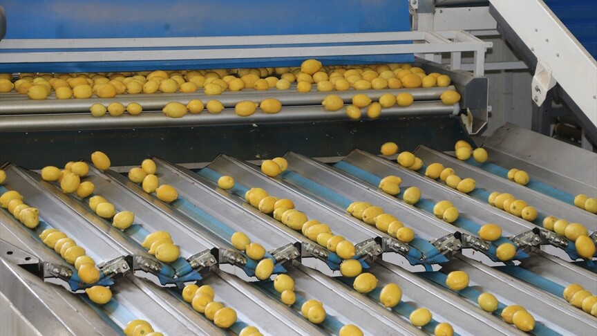 Türkiye'nin 3 aylık yaş meyve sebze ihracatını Doğu Akdeniz illeri sırtladı